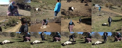  60 keçisini kurtlar parçaladı, gözyaşına boğuldu 1