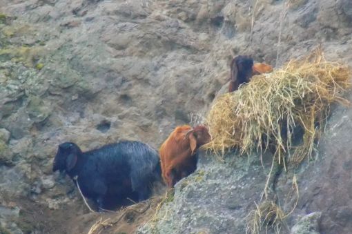   Kayalıklara mahsur kalan keçi ve yavruları kurtarıldı 8