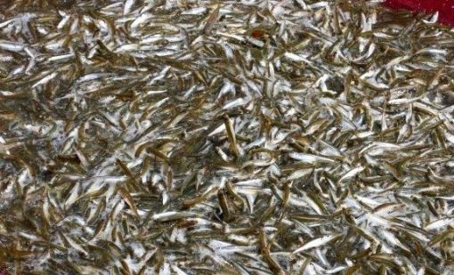  Osmancık-Kargı baraj gölünde canavar tabir edilen Gümüş Balığı avı başladı 10