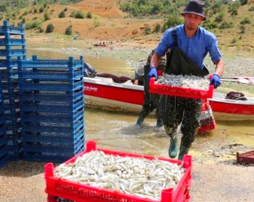  Osmancık-Kargı baraj gölünde canavar tabir edilen Gümüş Balığı avı başladı 11
