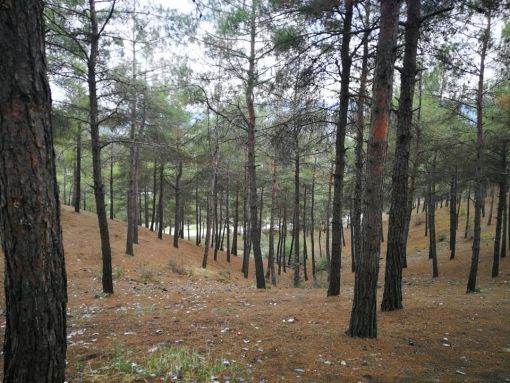  Osmancık Belediyesi Düztepe Çamlık Piknik Alanını temizledi 5