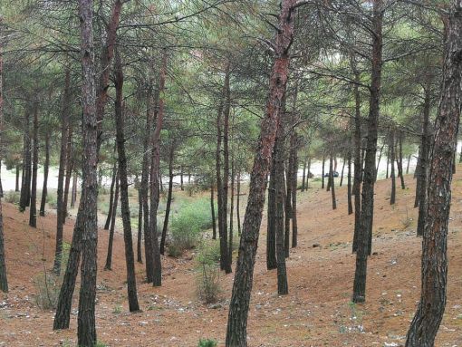 Osmancık Belediyesi Düztepe Çamlık Piknik Alanını temizledi