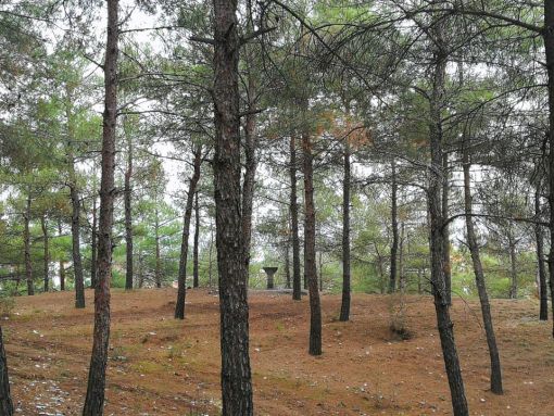  Osmancık Belediyesi Düztepe Çamlık Piknik Alanını temizledi 9