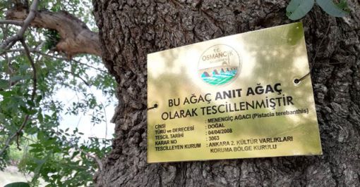  Osmancık'ta 600 yıllık çitlembiklere Anıt ağaç levhası