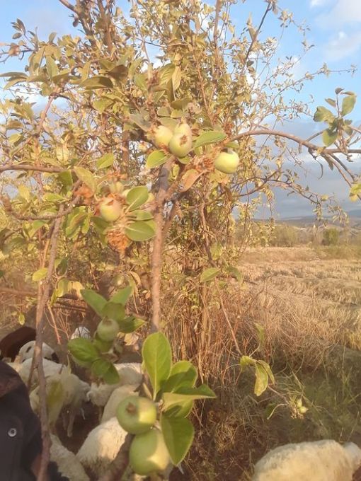  Osmancık'ta ikinci defa ürün veren elma ağacı şaşırttı 1