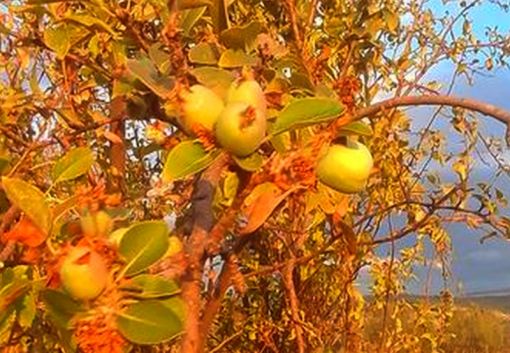  Osmancık'ta ikinci defa ürün veren elma ağacı şaşırttı 2