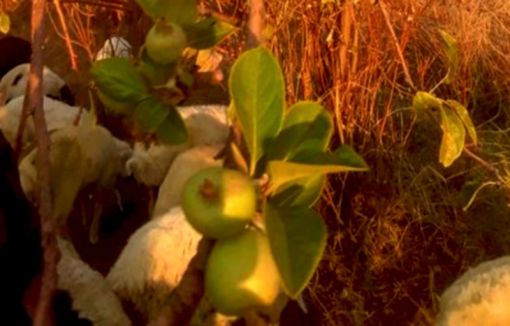  Osmancık'ta ikinci defa ürün veren elma ağacı şaşırttı 3