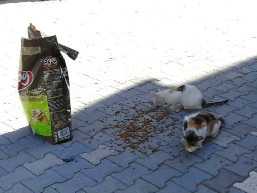  Osmancık'ta sokak hayvanları için yardım kampanyası 3