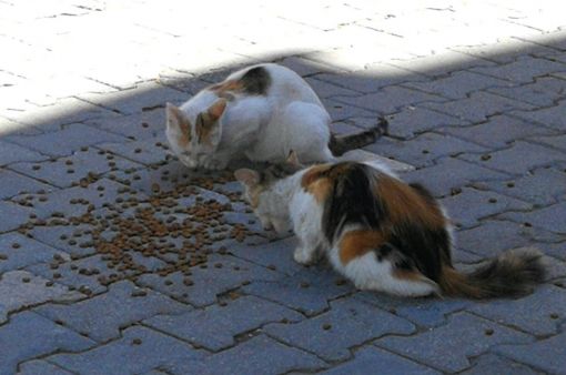  Osmancık'ta sokak hayvanları için yardım kampanyası 6