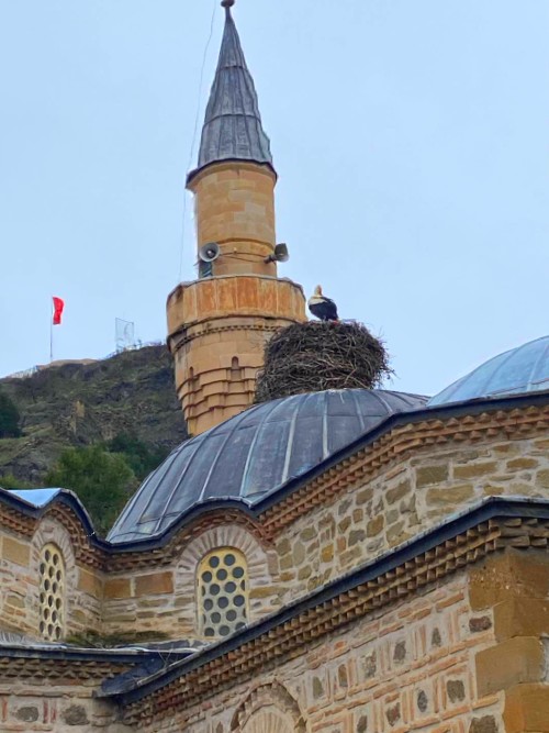  Osmancık'ta yıllardır tarihi camideki  yuvasına  gelen leylek ailesi 2