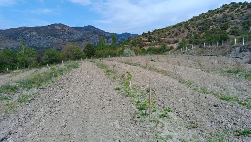  Osmancık ve köylerinde zeytin ağacı dikimi hızlandı 5