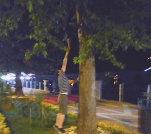   Osmancık’ta ağaçtan düşen kuşu ağaca çıkarak yuvasına koydu 6 3