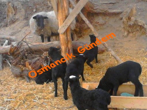  Osmancık’ta Koyun 5’iz Kuzuladı