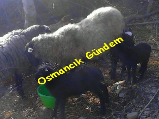  Osmancık’ta Koyun 5’iz Kuzuladı