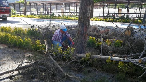  Kuruyan tehlike saçan çam ağacı kesildi 4