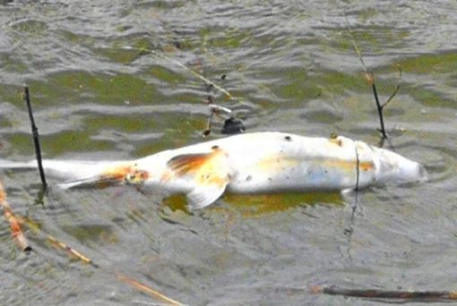  Baraj gölünde balık ölümleri korkutuyor 1