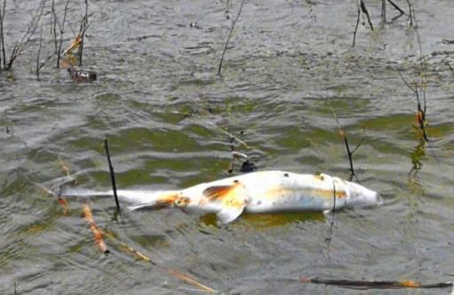  Baraj gölünde balık ölümleri korkutuyor 3