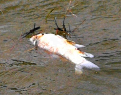  Baraj gölünde balık ölümleri korkutuyor 5