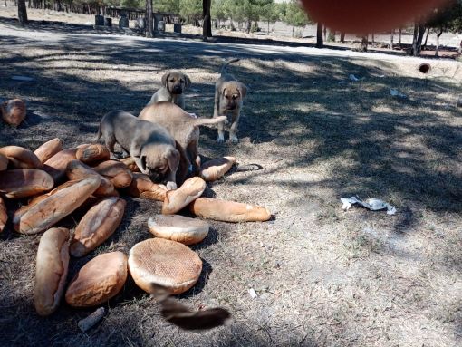  Osmancık belediyesi yaz kış sahipsiz köpekleri besliyor 2