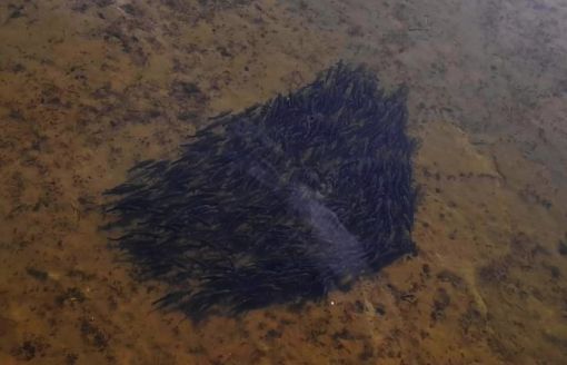 Kızılırmak'ta su azalınca binlerce balık bir araya toplandı 6