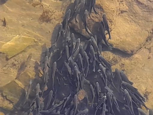 Kızılırmak'ta su azalınca binlerce balık bir araya toplandı 8