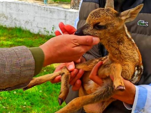  Osmancık'ta bulunan yavru karaca biberonla besleniyor 3
