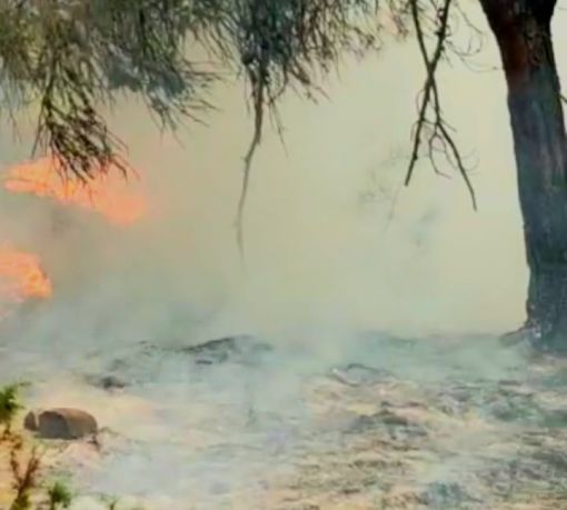  Osmancık'ta orman yangını 1