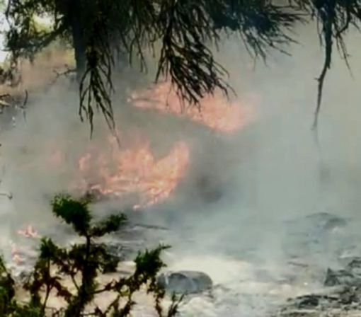  Osmancık'ta orman yangını 7