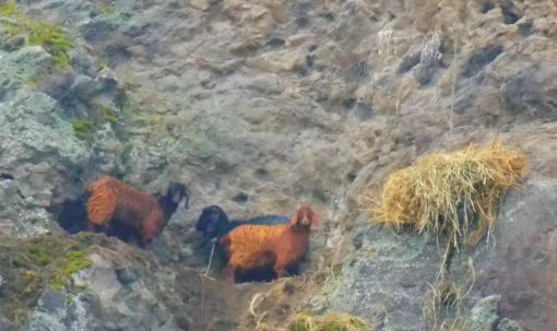  Tarihi kalede mahsur kalan keçiler kurtarılamıyor a